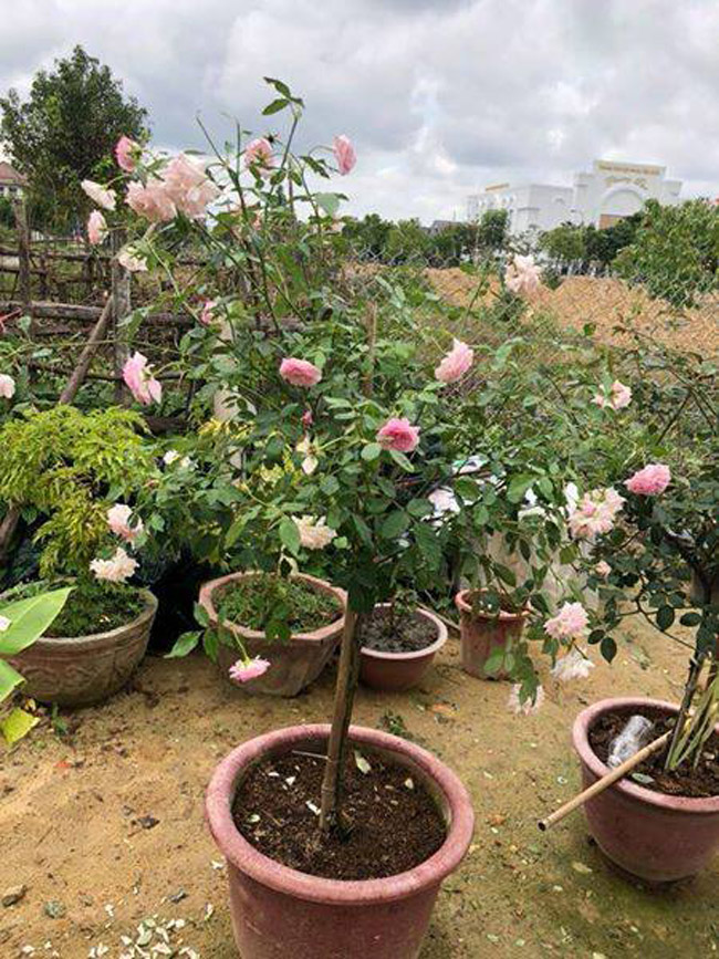 Những gốc hồng đã được một nhà vườn đánh lên chậu chờ người mua.