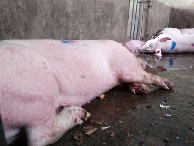 Thị trường - Tiêu dùng - Người nuôi giấu dịch lở mồm long móng, giá lợn Tết có tăng?