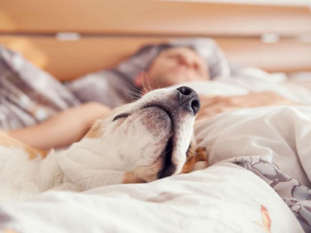 Phi thường - kỳ quặc - Mỹ: Sốc khi thấy đàn ông lạ ngủ trên giường cùng chó của mình