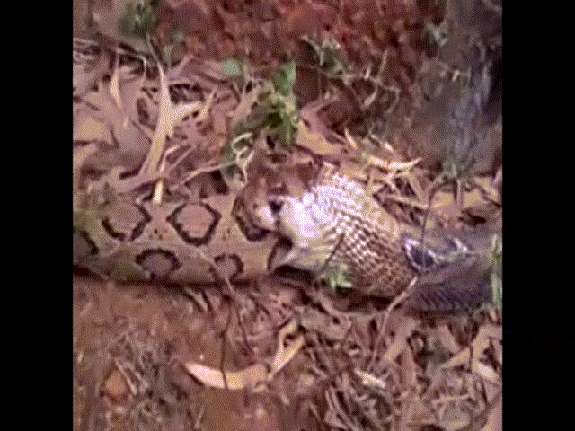 Thế giới - Cận cảnh hổ mang chúa đánh bại rắn kịch độc, nuốt chửng kẻ chiến bại