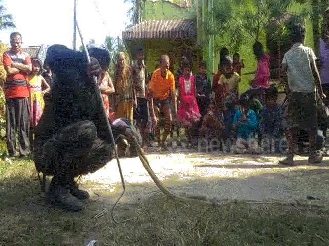 Thế giới - Thấy 2 hổ mang chúa khổng lồ, dân làng Ấn Độ phủ phục vái lạy