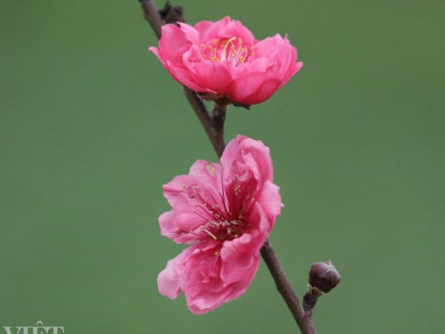 ẢNH: Đào nở sớm những ngày đầu năm mới ở làng hoa Nhật Tân