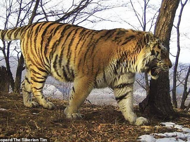 Thế giới - Kinh ngạc khi thấy hổ khổng lồ đi tìm người giúp vì bị thương