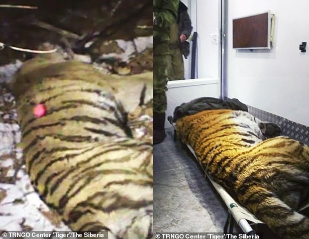 Kinh ngạc khi thấy hổ khổng lồ đi tìm người giúp vì bị thương - 2