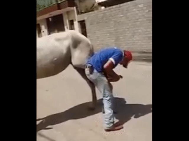 Video Clip Cười - Ngã ngửa với những tình huống động vật phản chủ "đau điếng"