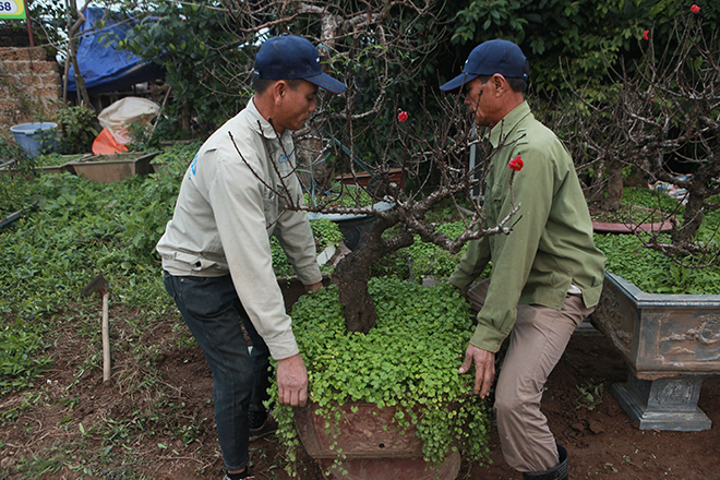 Hơn 100 gốc đào Thất Thốn “nằm điều hòa” chờ Tết - 11