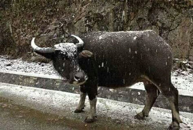 Lạng Sơn: Gà đóng băng trên cây, trâu bò đổ gục vì giá rét - 1