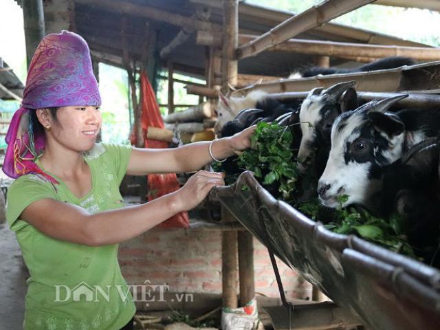 Thị trường - Tiêu dùng - Gái đảm 9X kiếm bột tiền nhờ nuôi con ăn cỏ, uống nước lã
