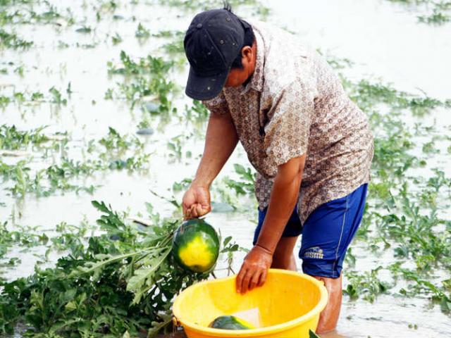 Thị trường - Tiêu dùng - Cận Tết, nông dân Cà Mau khóc trên ruộng dưa hấu bị chìm trong nước