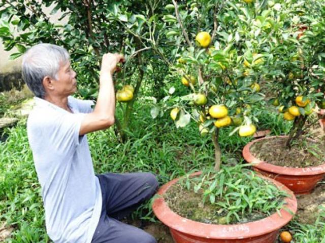 Thị trường - Tiêu dùng - Lai Vung khan hiếm quýt hồng trưng Tết