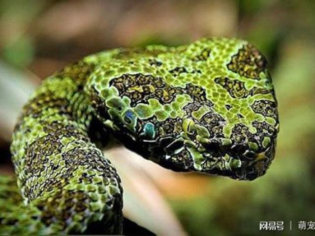 Thị trường - Tiêu dùng - Cận cảnh loài "gấu trúc trong giới mãng xà" độc nhất vô nhị, giá lên tới hàng tỷ đồng/con