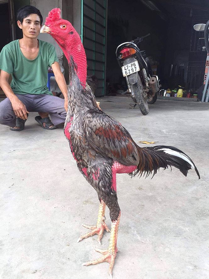 Bí mật kỳ thú về đá gà - 3