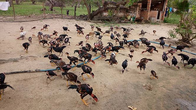 Bí mật kỳ thú về đá gà - 4