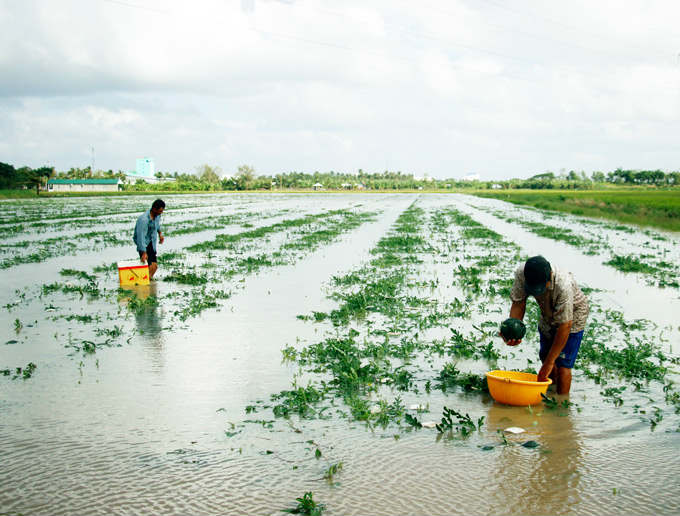Cận Tết, nông dân Cà Mau khóc trên ruộng dưa hấu bị chìm trong nước - 1