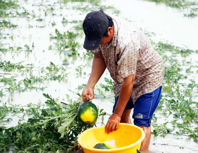 Cận Tết, nông dân Cà Mau khóc trên ruộng dưa hấu bị chìm trong nước - 2