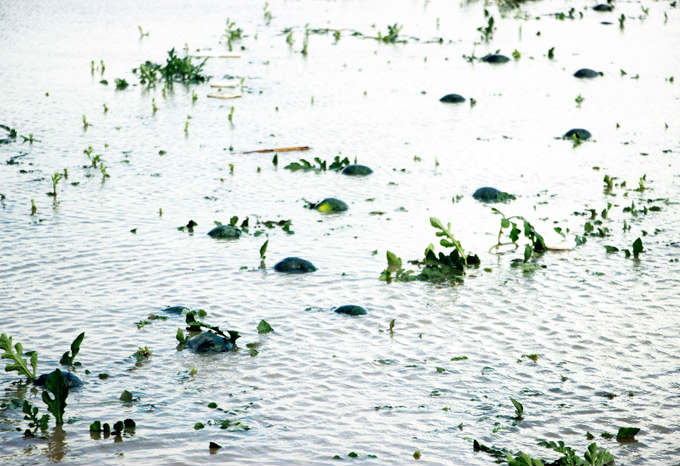 Cận Tết, nông dân Cà Mau khóc trên ruộng dưa hấu bị chìm trong nước - 3