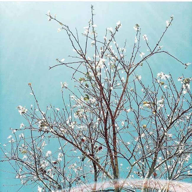 Tháng 1 hoa ban đã nở trắng trời, Đà Lạt đẹp tựa như một &#34;bản tình ca trắng&#34; - 10