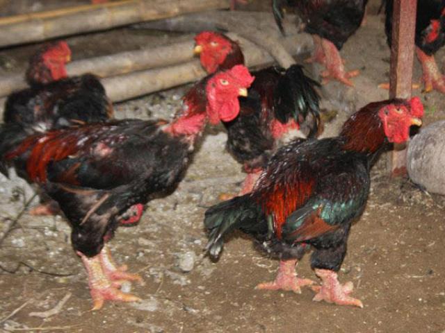 Thị trường - Tiêu dùng - Những chú gà “chân voi”, đầu sần sùi như gốc tre đắt như vàng chờ tết