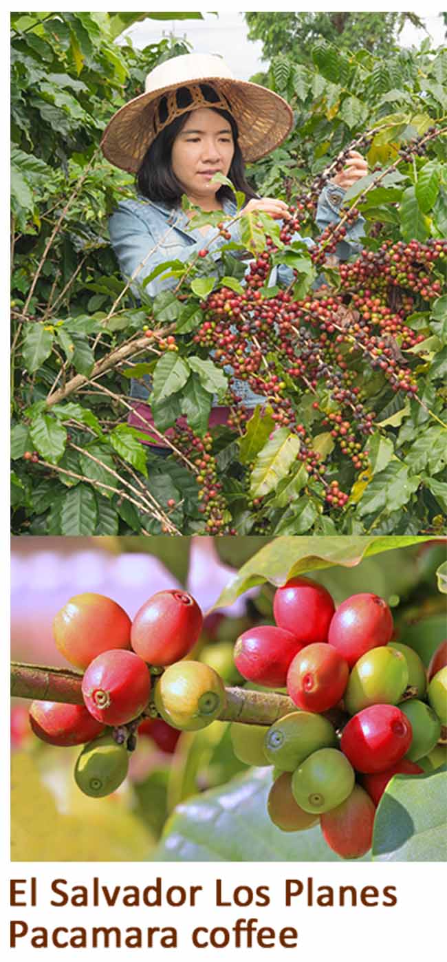 Tín đồ cà phê mê mệt nhưng "xót ví" vì những loại cà phê đắt nhất hành tinh - 4