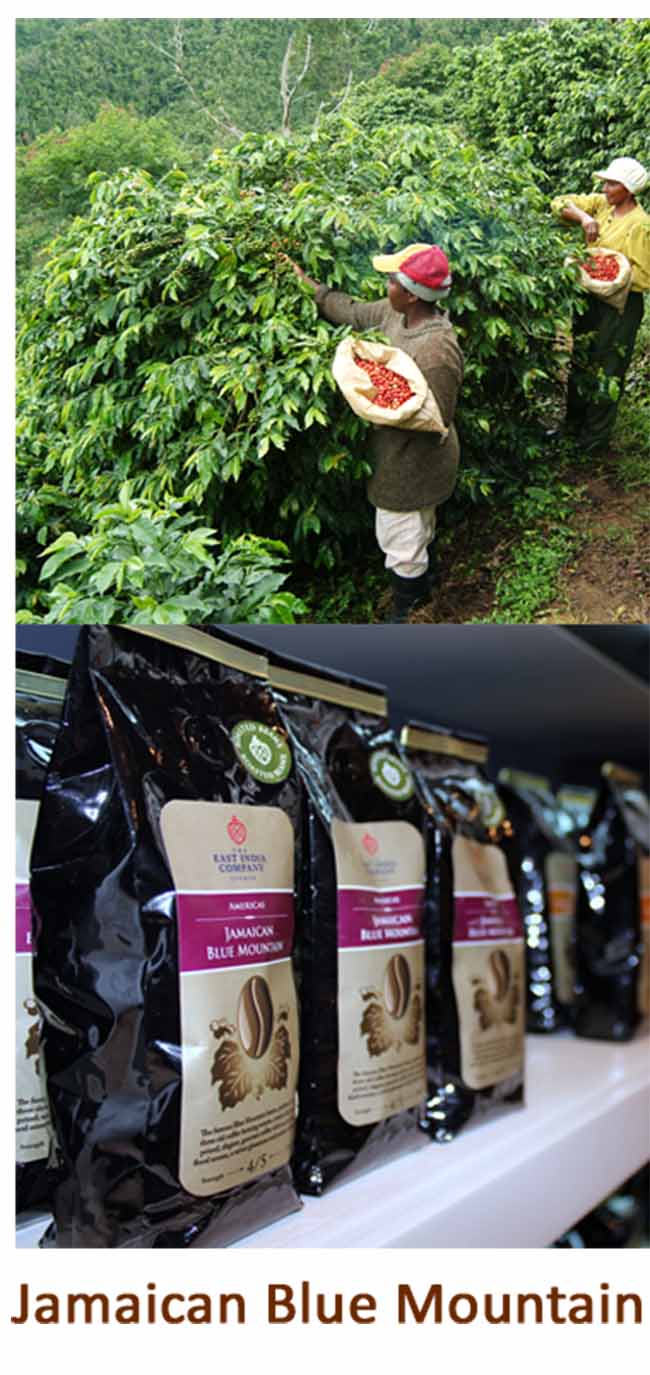 Tín đồ cà phê mê mệt nhưng "xót ví" vì những loại cà phê đắt nhất hành tinh - 5