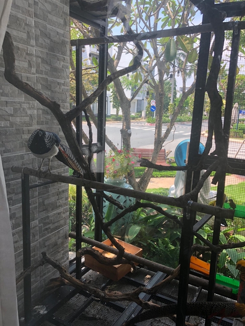 "Ông vua miền Tây" khoe mô hình "vườn - ao - chuồng" trong biệt thự 20 tỷ - 12