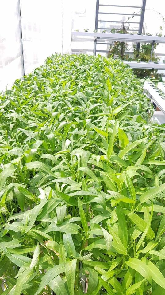 "Ông vua miền Tây" khoe mô hình "vườn - ao - chuồng" trong biệt thự 20 tỷ - 8