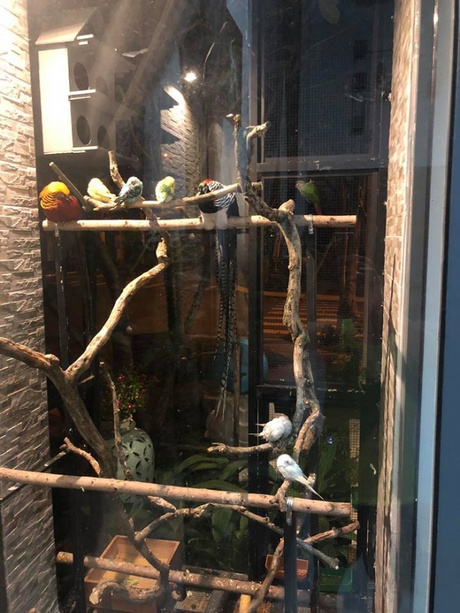 "Ông vua miền Tây" khoe mô hình "vườn - ao - chuồng" trong biệt thự 20 tỷ - 11