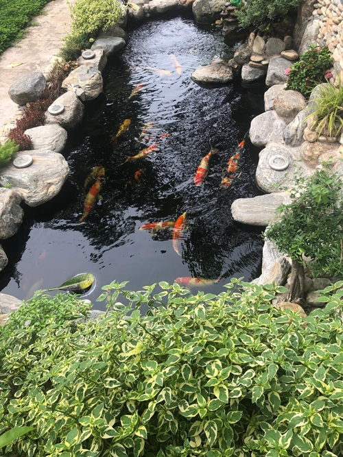 "Ông vua miền Tây" khoe mô hình "vườn - ao - chuồng" trong biệt thự 20 tỷ - 10