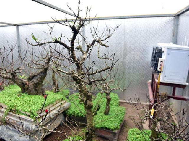 Thị trường - Tiêu dùng - Đào cổ giá hàng chục triệu "ngủ đông" trong phòng điều hòa chờ Tết