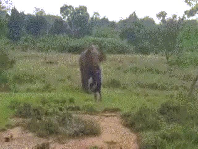 Thế giới - Thôi miên voi cho khách xem, người đàn ông Sri Lanka mất cả mạng sống