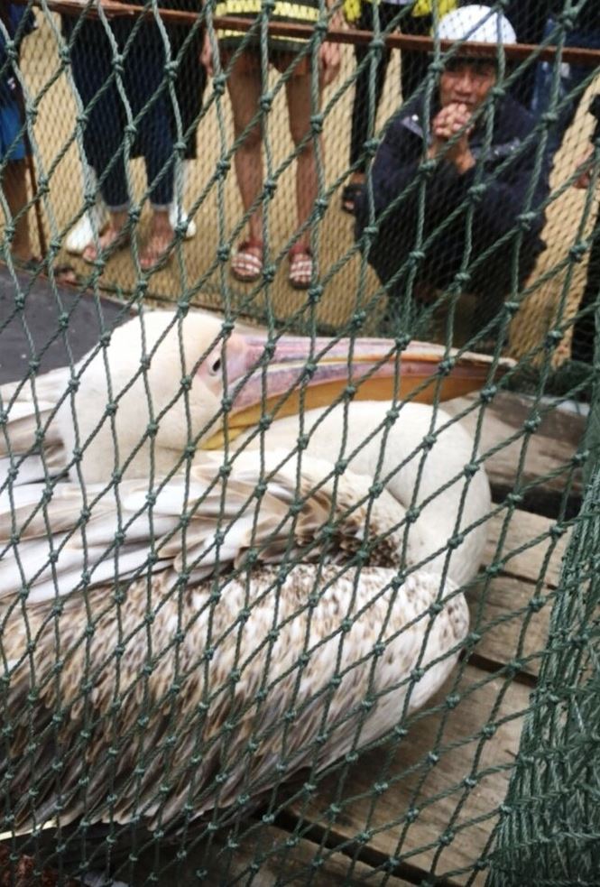 Vì sao “chim lạ” mắc lưới ngư dân Huế lại gắn thiết bị GPS trên thân? - 2