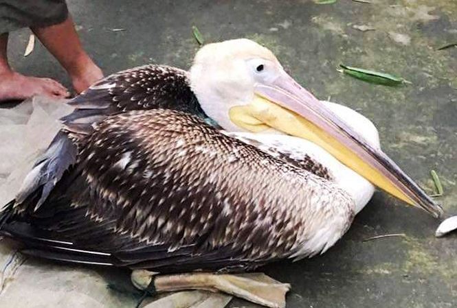 Nóng 24h qua: GPS gắn trên chim lạ ở Huế không vì mục đích an ninh - 4