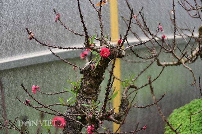 Màu hoa của đào thất thốn cũng rất thắm, tuy nhiên, tùy vào cách chăm sóc mà mỗi cây đào lại cho một màu hoa khác nhau
