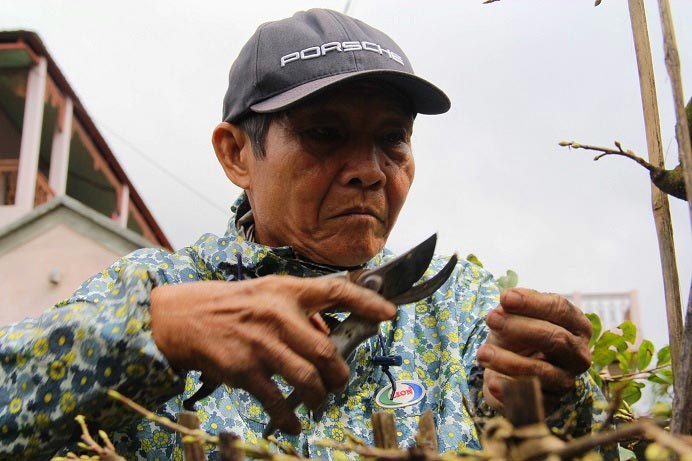 Chi 120.000 đồng/ngày, thủ phủ mai vàng miền Trung ‘chiêu mộ’ người lặt lá - 2
