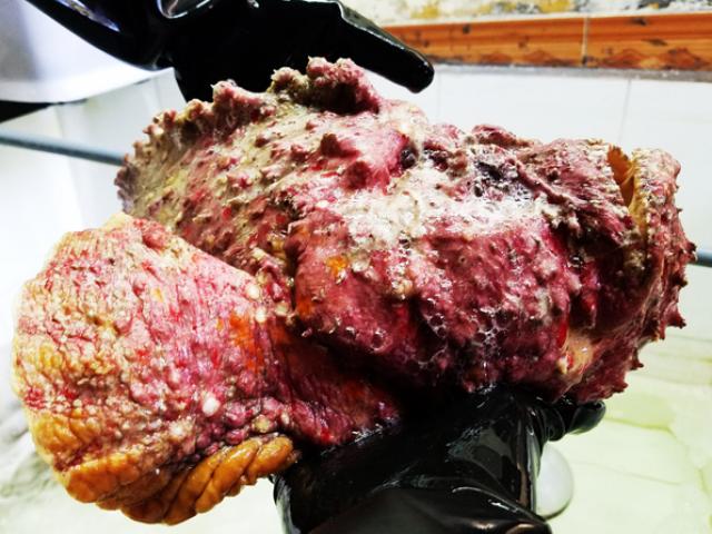 Thị trường - Tiêu dùng - Truy tìm “chúa tể nọc độc” đại dương giá chục triệu/con làm quà