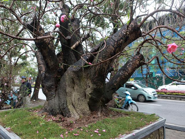 Gốc đào khủng “hai người ôm” giá hàng chục triệu đồng ra phố đón Tết