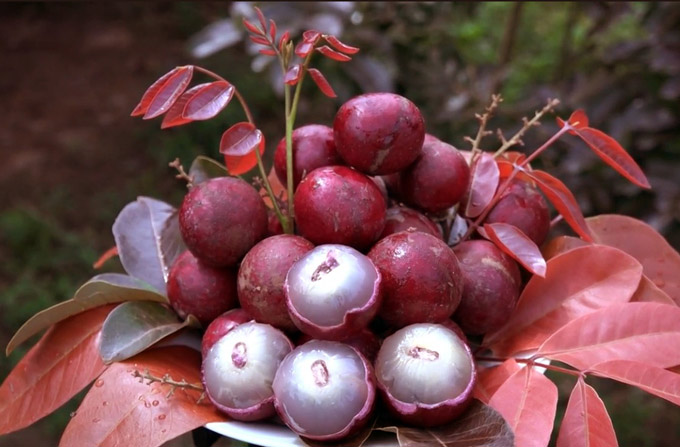 Cận Tết, vườn nhãn tím &#34;vạn người mê&#34; ùn ùn người xếp hàng xin mua - 7