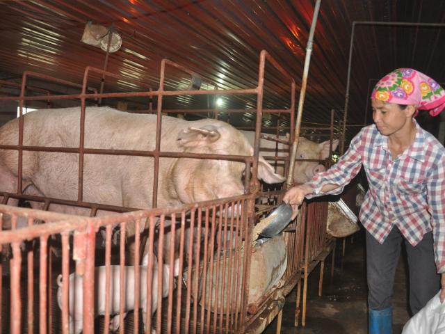 Thị trường - Tiêu dùng - Giá heo hơi hôm nay 10/1: Miền Bắc "nhảy" 4 giá, nhà nông phấn khởi