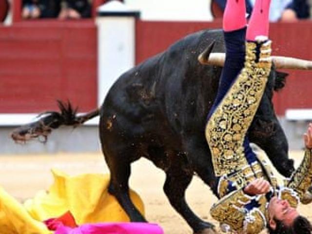 Thể thao - Trận đấu bò kinh hoàng: Hai bò tót 1 tấn "tiễn" 3 đấu sỹ vào viện