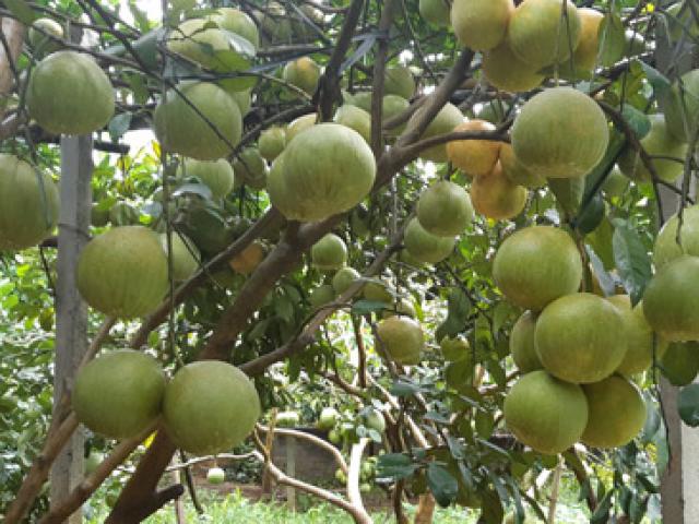 Thị trường - Tiêu dùng - Bưởi đỏ Tân Lạc từ chỗ "siêu lợi nhuận", giờ lại đau đầu tiêu thụ