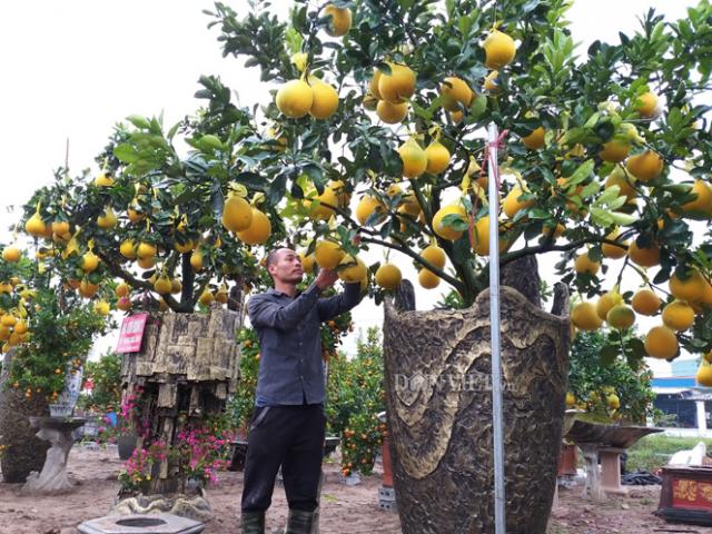 Thị trường - Tiêu dùng - Cực "độc", lạ: Lấy vương miện hoa hậu làm cây trưng Tết ở Hưng Yên