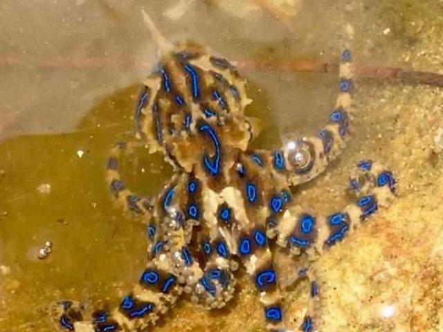 Thế giới - Úc: Cầm vỏ sò đi khắp nơi, không biết bên trong có “tử thần”