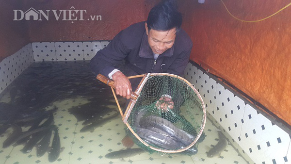 Nuôi loài cá sộp và cây quả vàng trưng Tết, bỏ túi cả trăm triệu - 1