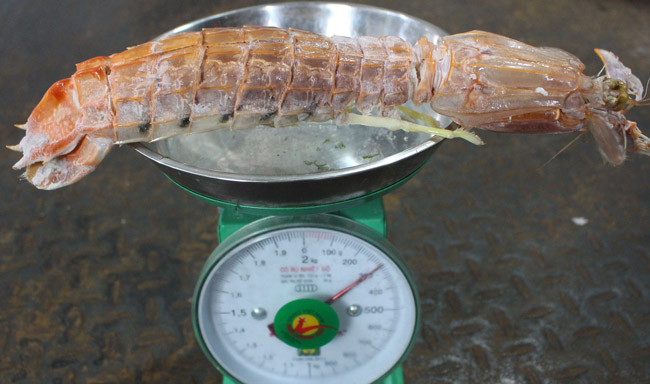 Một kilôgam chỉ được 3-4 con. Cũng bởi chúng có thân hình to lớn nên được phong danh hiệu &#34;bề bề chúa&#34;.