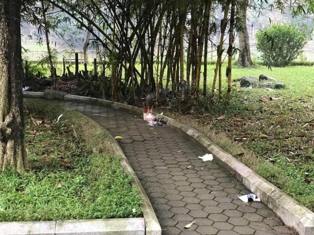 Pháp luật - Cô gái chết bí ẩn ở vườn hoa Hà Đông làm gì trước buổi tối định mệnh?