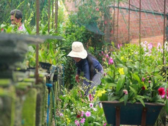 Thị trường - Tiêu dùng - Chưa Tết, vựa hoa lan khủng tại TP.HCM đã "cháy hàng"