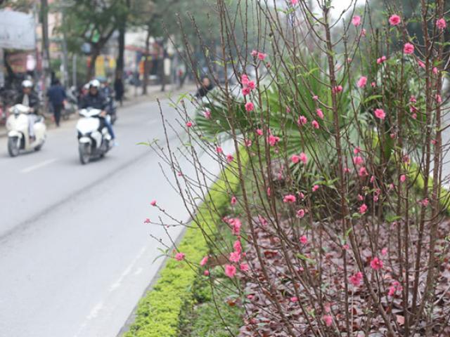 Hoa đào bung nở, khoe sắc trên phố Hà Nội