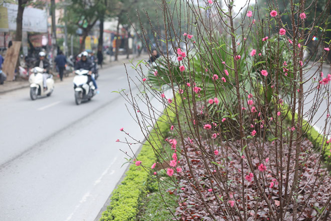 Hoa đào bung nở, khoe sắc trên phố Hà Nội - 1