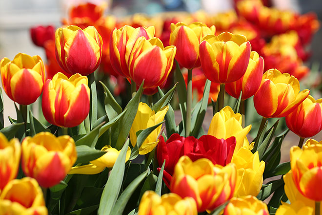 Lễ hội hoa tulip lớn nhất Việt Nam tại Sun World Ba Na Hills - 1