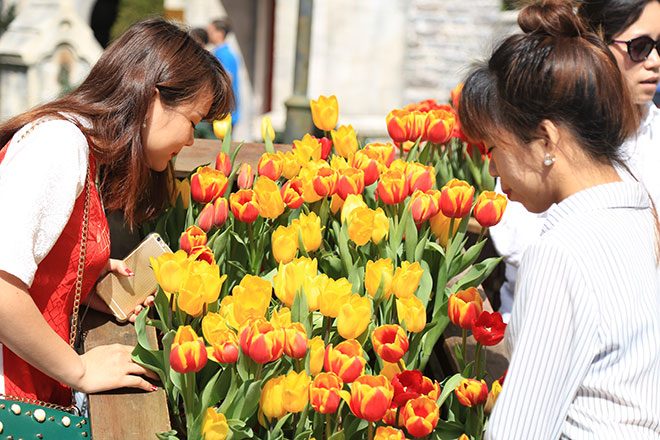Lễ hội hoa tulip lớn nhất Việt Nam tại Sun World Ba Na Hills - 5